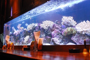 水槽の魚達に癒されます。