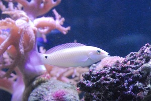 水槽の魚達に癒されます。
