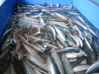 カマボコ王子の　魚が　大量だぁ～！！！ 2011/08/26 09:31:36