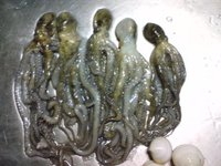 シガヤー 2010/09/23 20:21:58