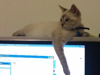 やっぱり？！ 2012/05/03 20:59:35