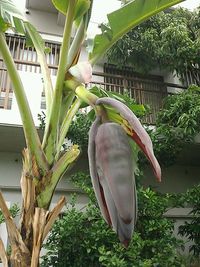 バナナ 2011/05/11 18:15:07