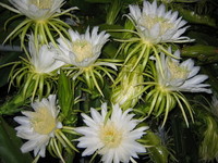 満開♪ 2006/07/29 02:36:02