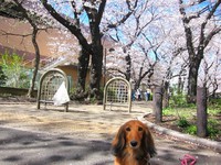 桜、満開～♪ 2014/04/04 21:29:29