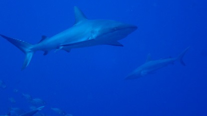 海 島と共に パラオ