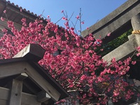 満開の桜のように～ 2016/02/10 14:35:27