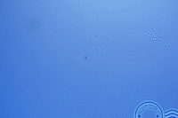 ミサゴとアオサギ。 2013/02/03 07:04:34