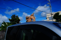 祝・一周年。 2013/07/07 09:02:43