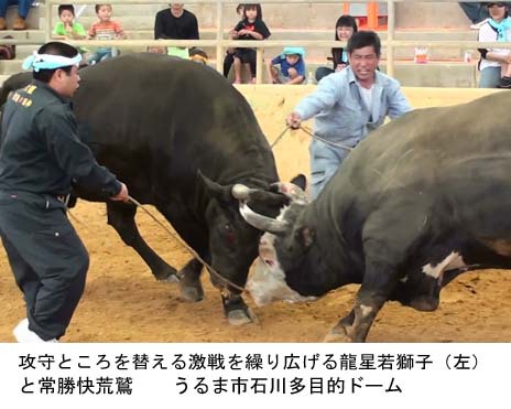 Ｇ☆Ｗ祭与勝闘牛大会