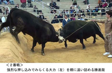 胡屋闘牛大会