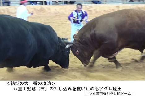 胡屋闘牛大会