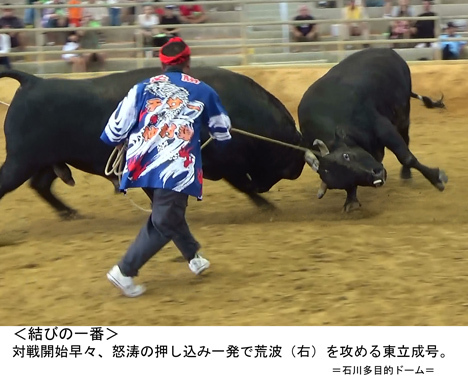 石川大闘牛大会