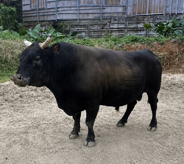公式】闘牛 in Okinawa Blog