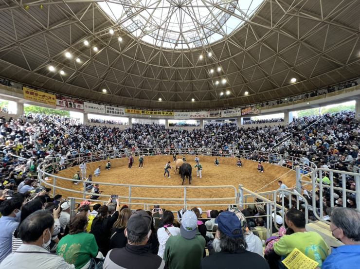 全島闘牛大会速報