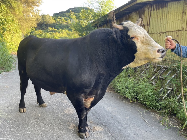 公式】闘牛 in Okinawa Blog