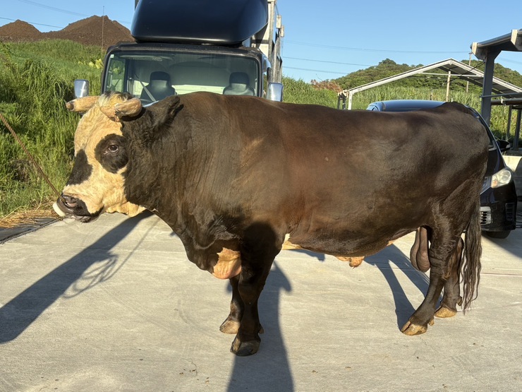 公式】闘牛 in Okinawa Blog