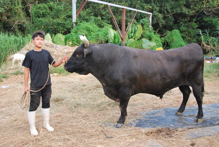 公式】闘牛 in Okinawa Blog
