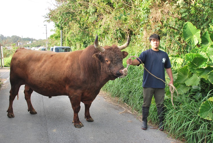 公式】闘牛 in Okinawa Blog