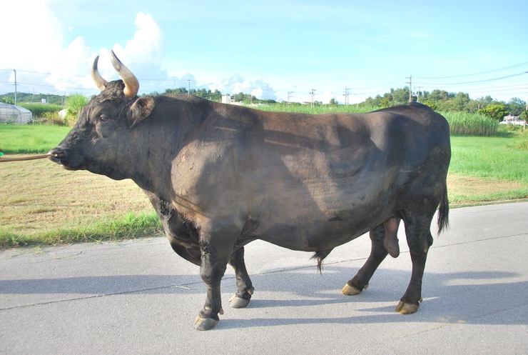 公式】闘牛 in Okinawa Blog