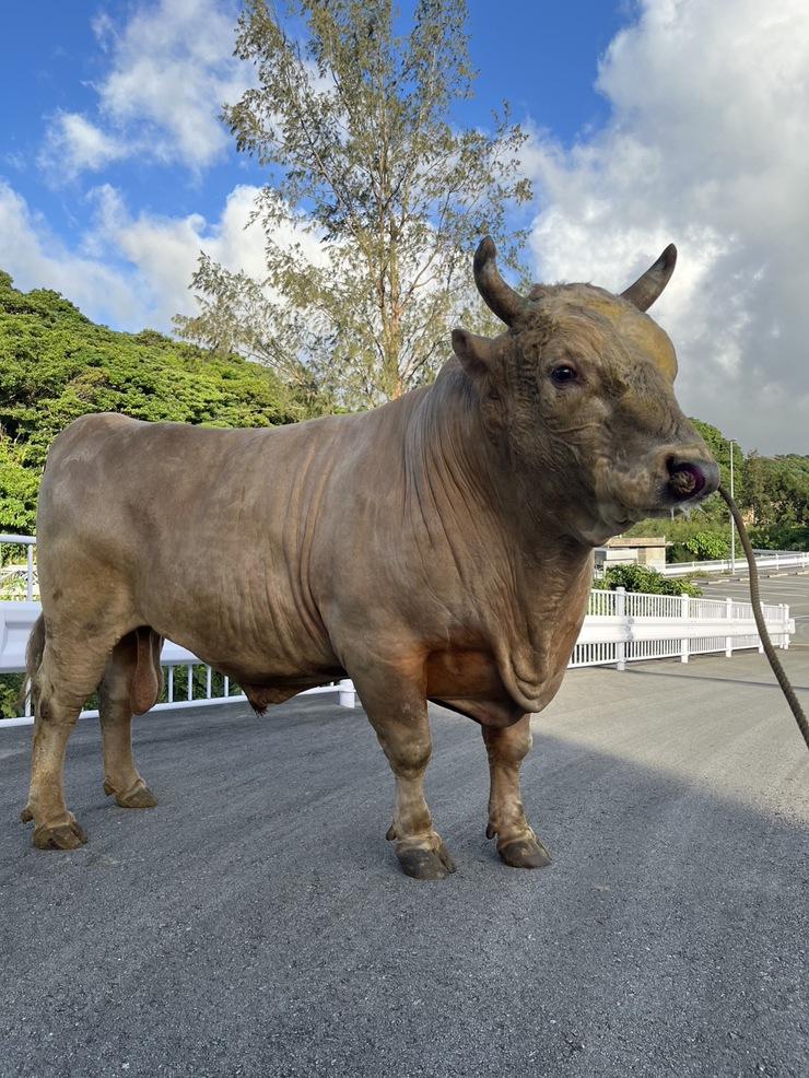 公式】闘牛 in Okinawa Blog