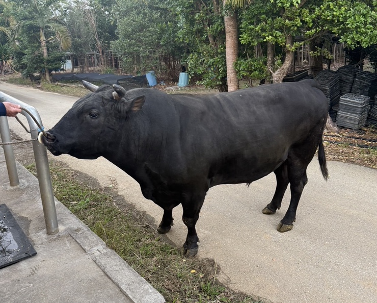 公式】闘牛 in Okinawa Blog