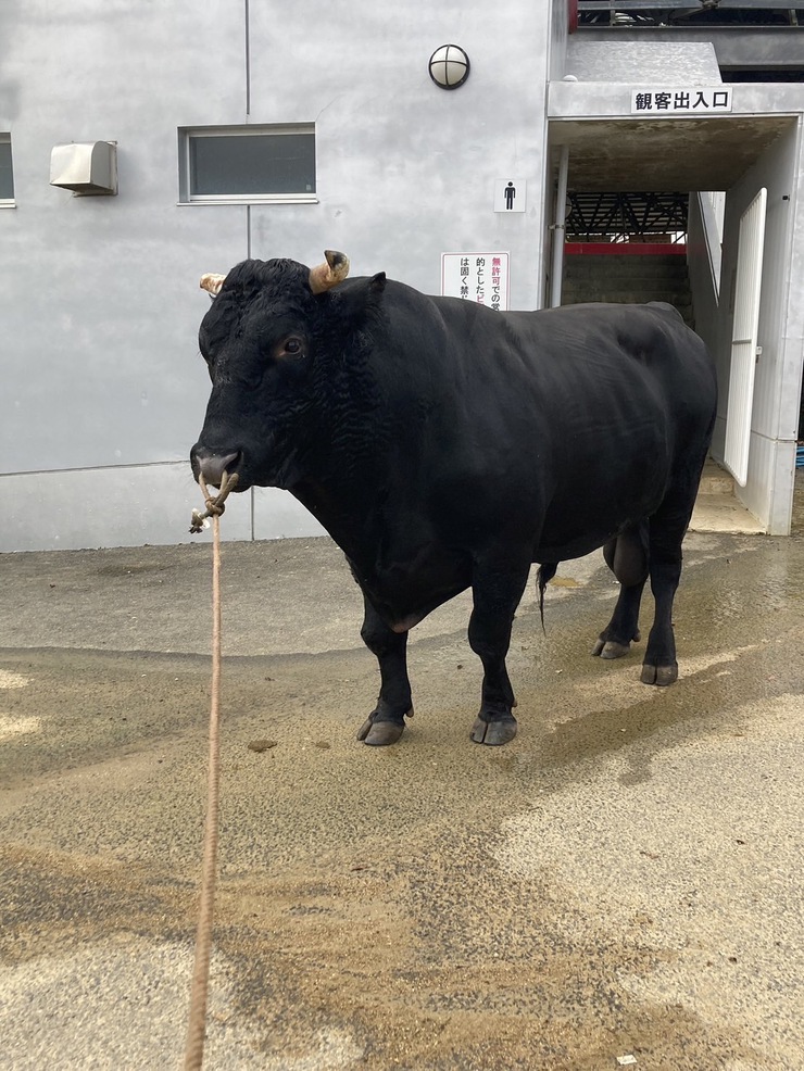 公式】闘牛 in Okinawa Blog