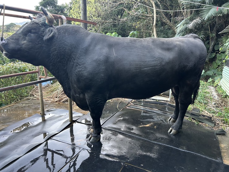 公式】闘牛 in Okinawa Blog
