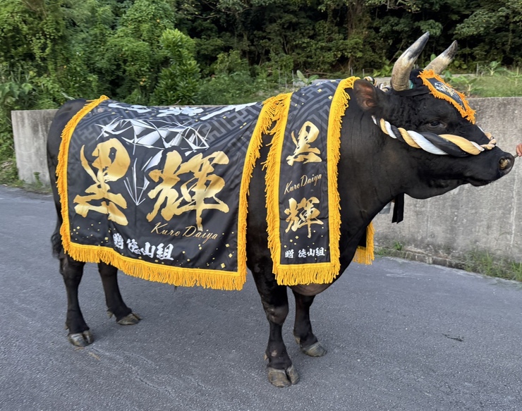 公式】闘牛 in Okinawa Blog