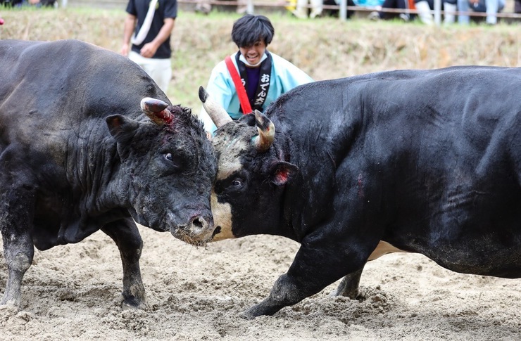 公式】闘牛 in Okinawa Blog