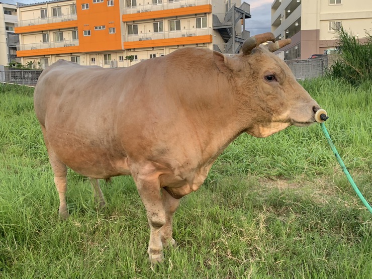 公式】闘牛 in Okinawa Blog