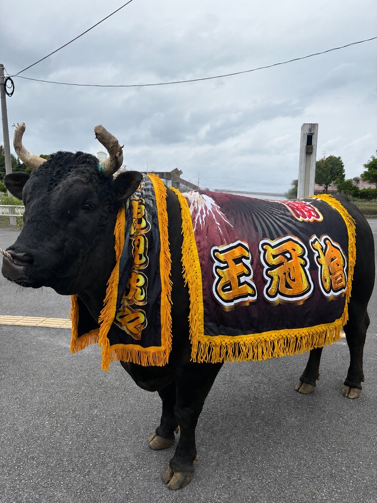 闘牛 公式】闘牛 in Okinawa Blog