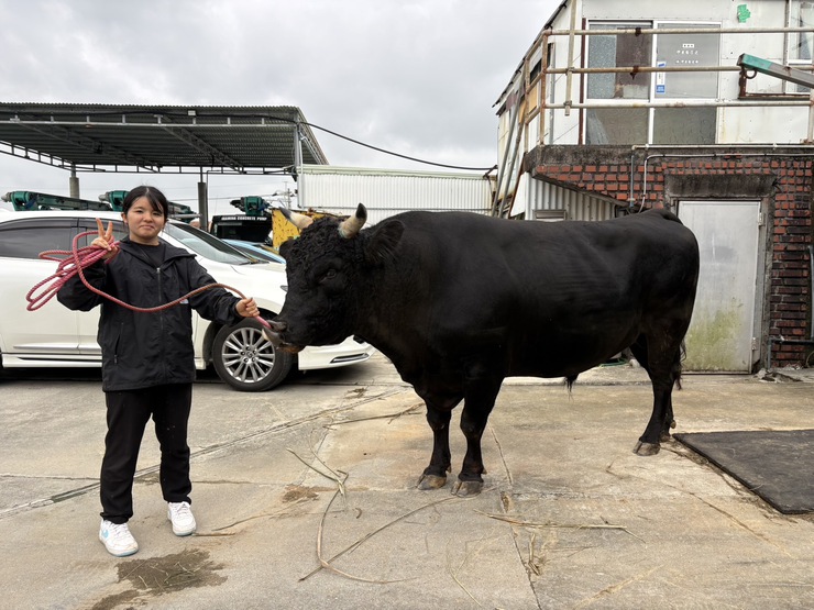 闘牛 公式】闘牛 in Okinawa Blog