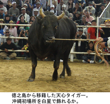 第１０回うるま祭り闘牛大会