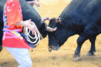 夏本番！あげな闘牛大会