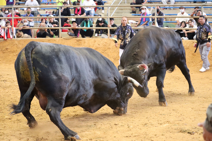 屋慶名闘牛組合結成大闘牛大会結果