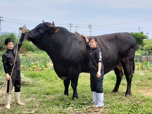 沖縄選抜大闘牛大会 闘牛 In Okinawa Blog