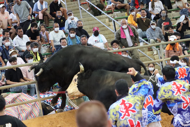 屋慶名闘牛組合結成大闘牛大会結果