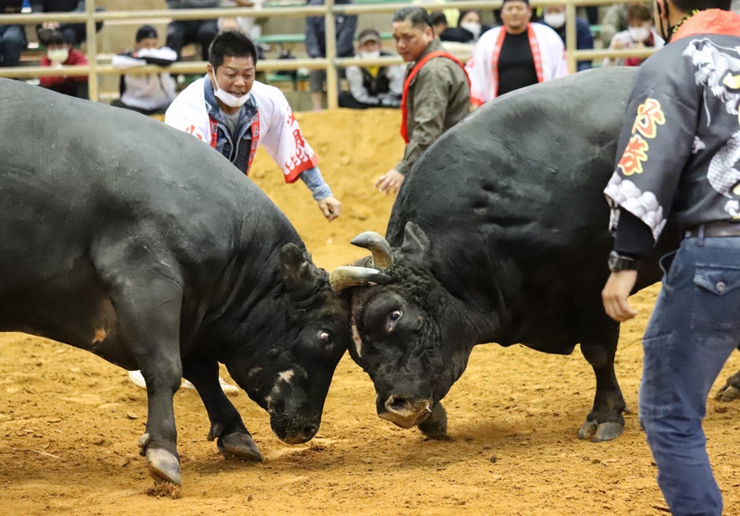 第五回平成若猪会大闘牛大会