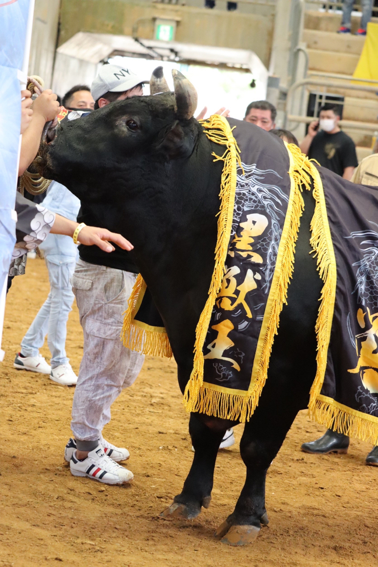 父の日大闘牛大会試合結果 闘牛 In Okinawa Blog