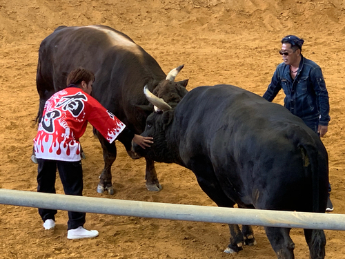 沖縄選抜大闘牛大会