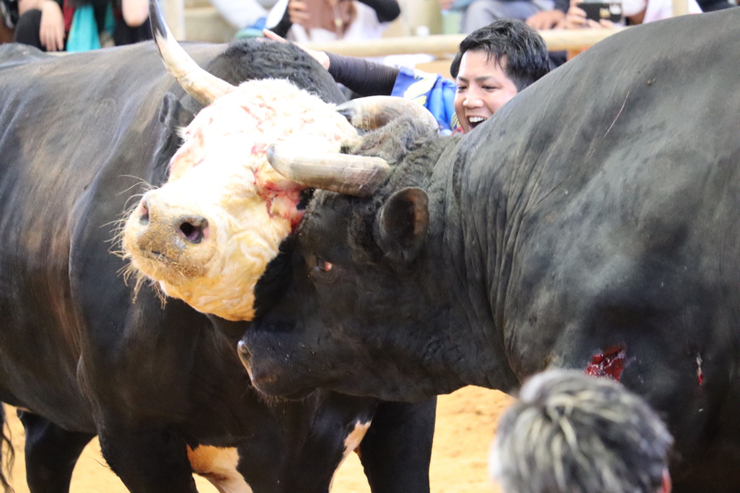 屋慶名闘牛組合結成大闘牛大会結果