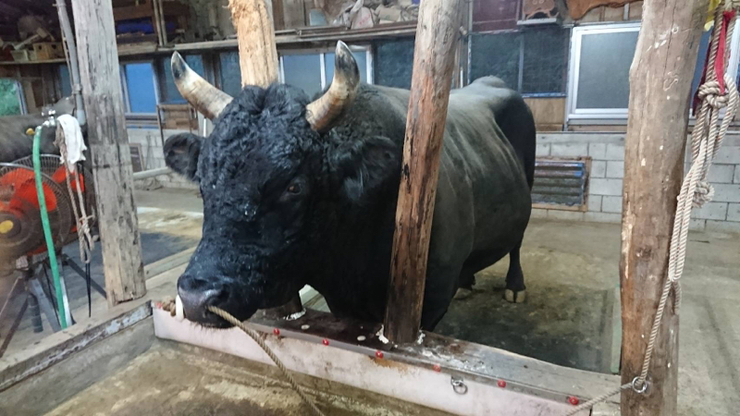 屋慶名大闘牛大会