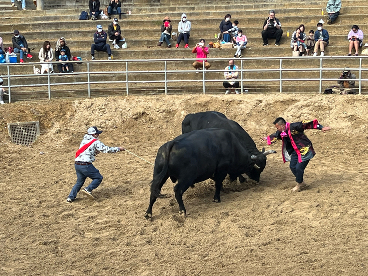 あげな闘牛大会結果