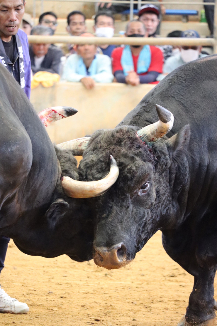 屋慶名闘牛組合結成大闘牛大会結果
