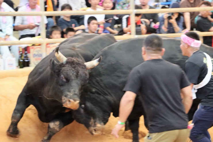第121回秋の全島闘牛大会試合結果