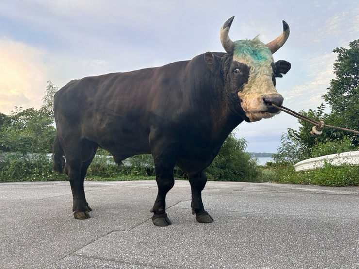 公式】闘牛 in Okinawa Blog
