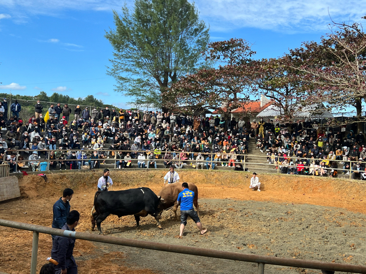 新春北部闘牛大会　結果速報
