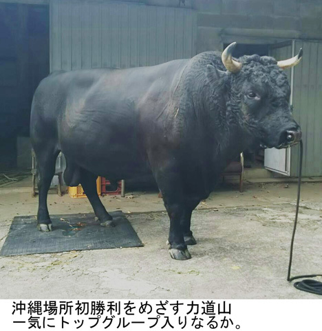 公式】闘牛 in Okinawa Blog