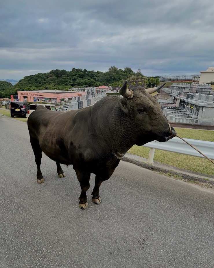 公式】闘牛 in Okinawa Blog