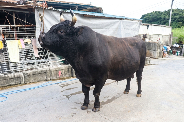 公式】闘牛 in Okinawa Blog